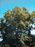 MSA FRAXINUS EXCELSIOR 50 ML - fitfarma.it