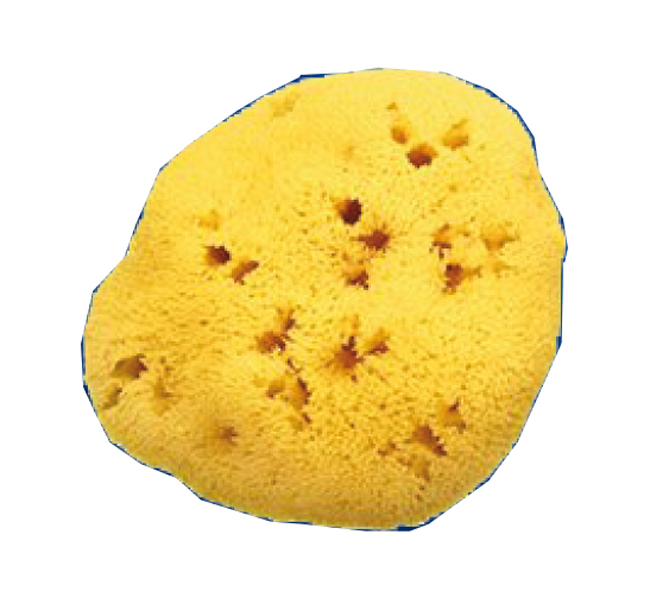 SPUGNA NATURALE FORI L 12/13CM 9 - fitfarma.it