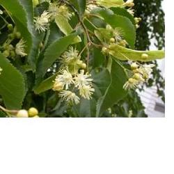 EIE TIGLIO 30 ML GOCCE - fitfarma.it